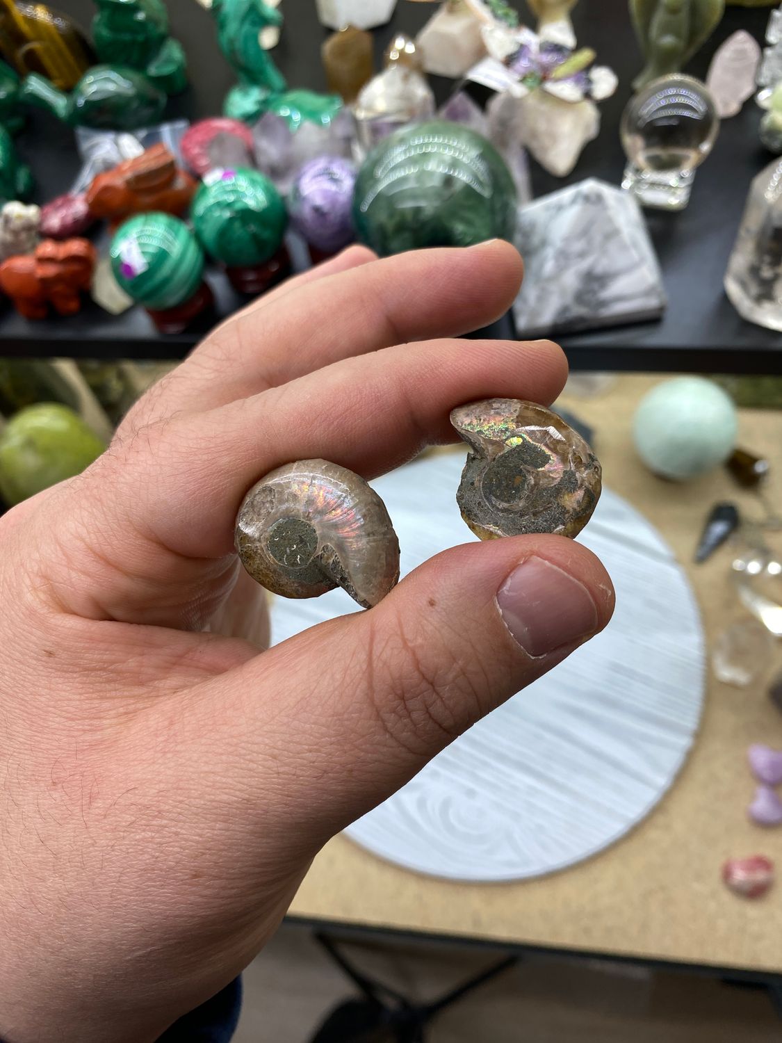 Mini Ammonites