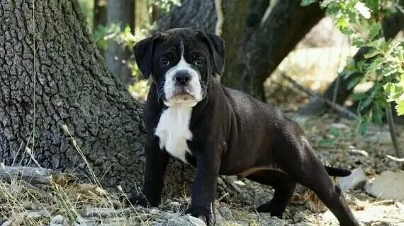 Bulldog_Carlos