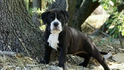 Bulldog_Carlos