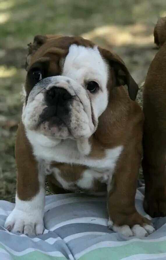 Bulldog_Estrella