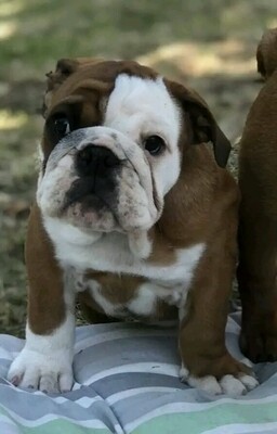 Bulldog_Estrella