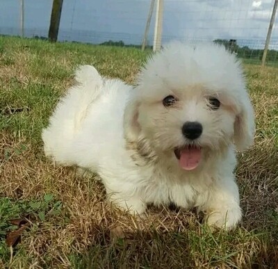 Coton de Tulear_Vera