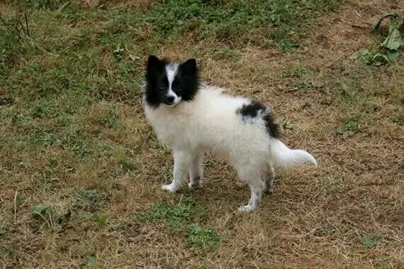 Pomerania alemán_Tiramisu