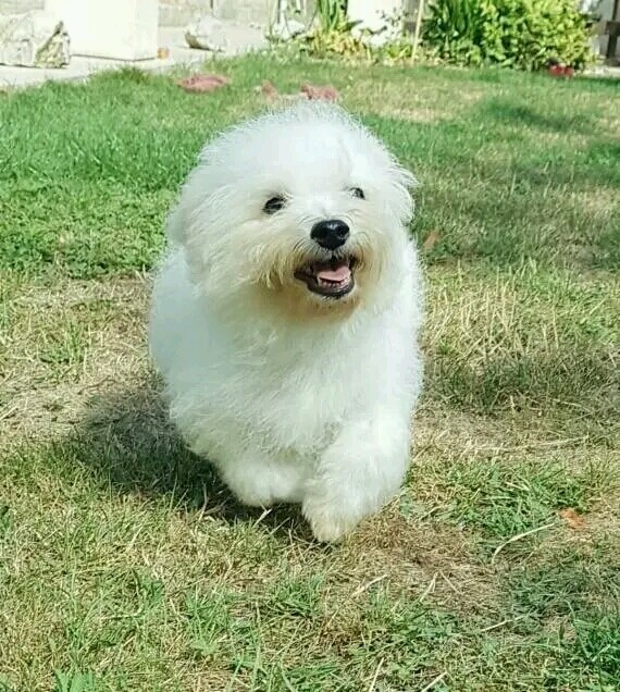 Maltés_Tooki