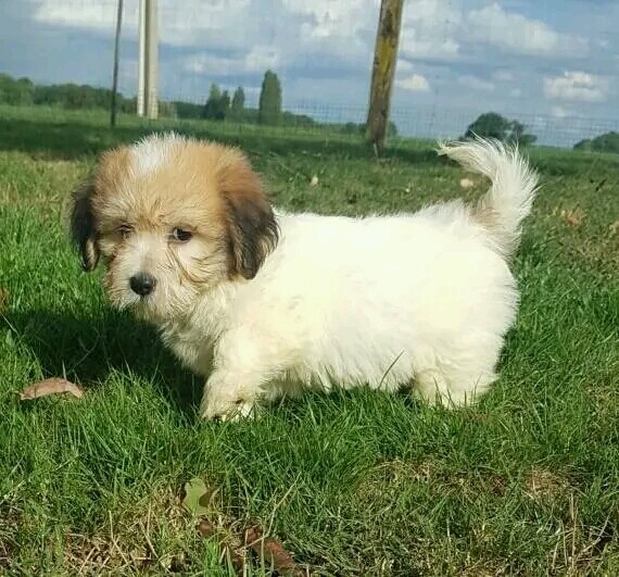 Coton de tulear_Taki