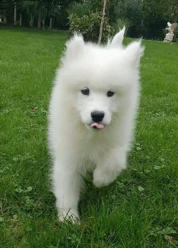 Samoyedo_Toronto