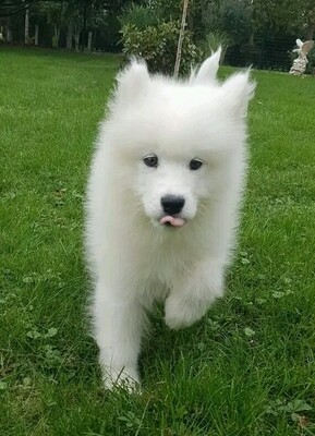 Samoyedo_Toronto