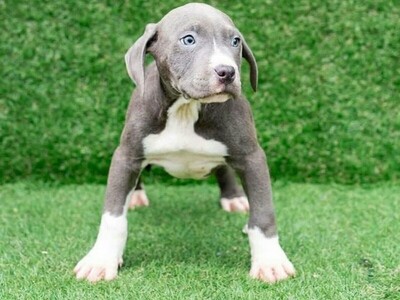 Pitbull_enrique