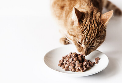 Alimento Umido