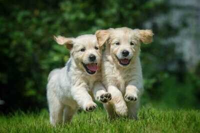 Puppy&amp;Junior
