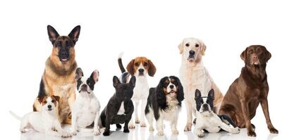 All breeds ( tutte le taglie )