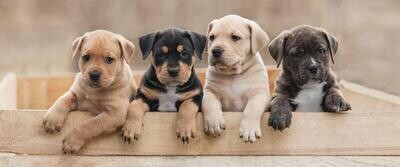 All breeds