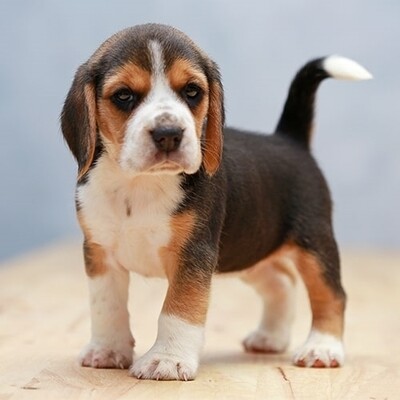 Puppy