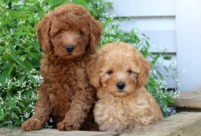 Consigli per adottare un cucciolo di cane