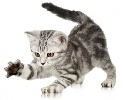 Kitten