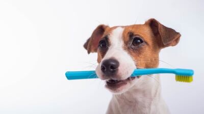 Igiene Orale per cane