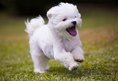 Puppy