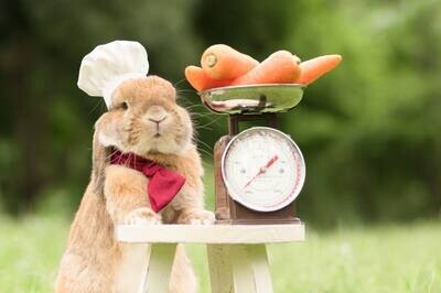 Alimento per conigli