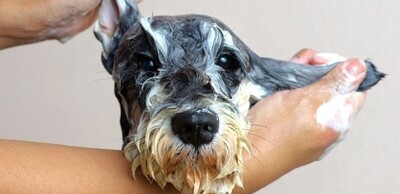 Shampoo e prodotti per la tolettatura