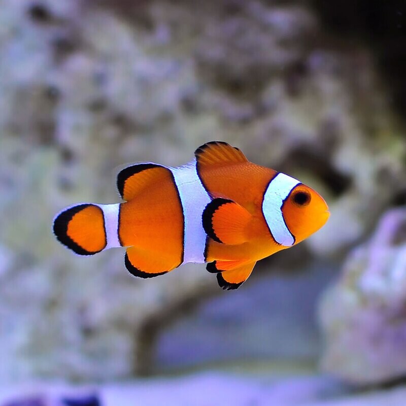 Captive-bred Ocellaris Clownfish (Saltwater)