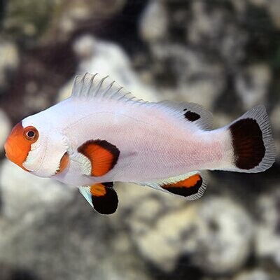 Captive-bred Wyoming White Clownfish (Saltwater)