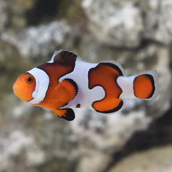 Captive-bred Gladiator Clownfish (Saltwater)