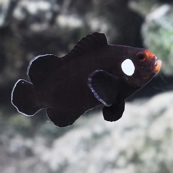 Captive-bred Domino Clownfish