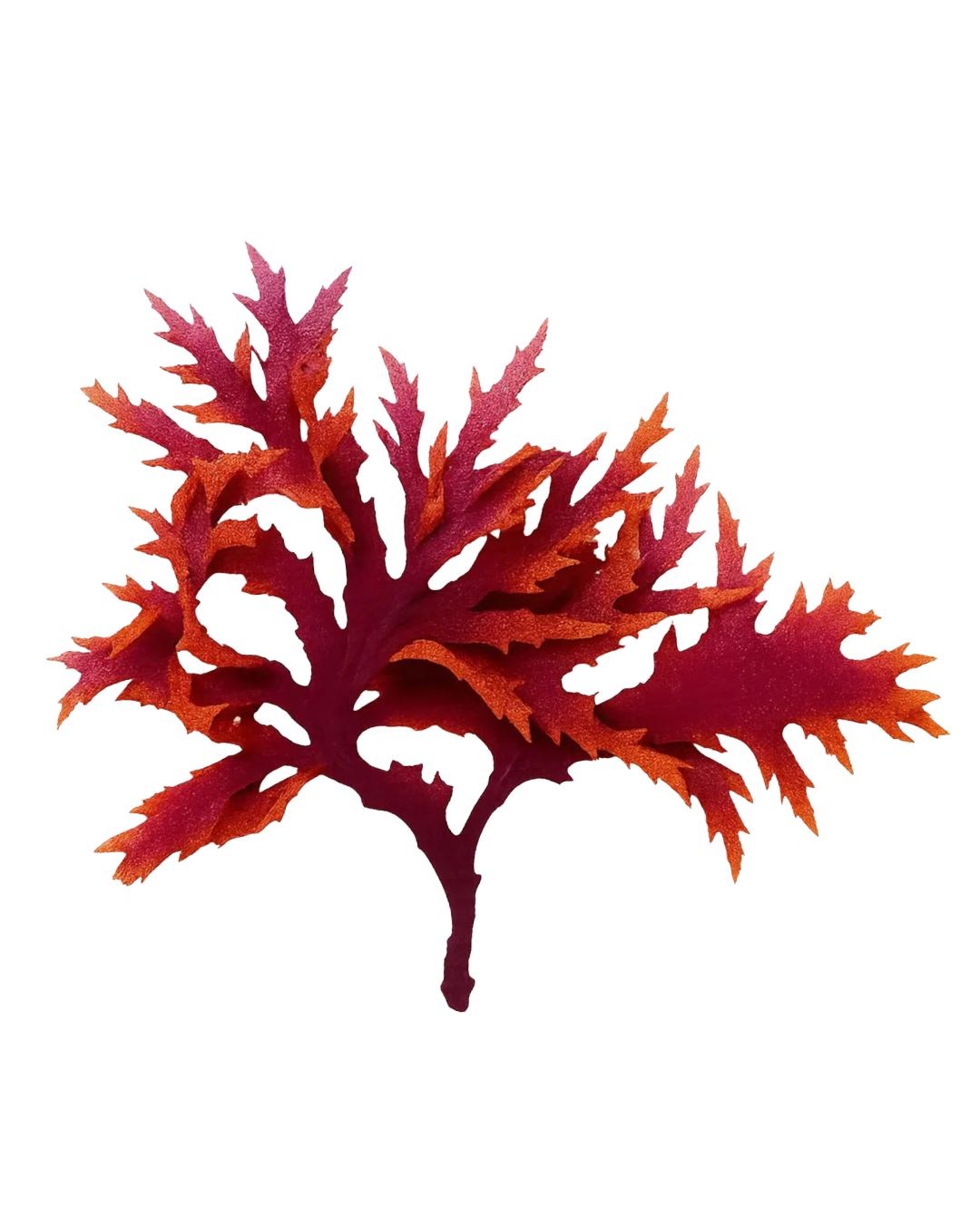 Dragon's Breath Macro Algae