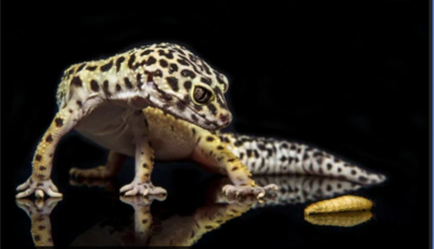 Leopard Geckos