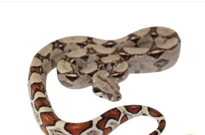 Red Tail Boas