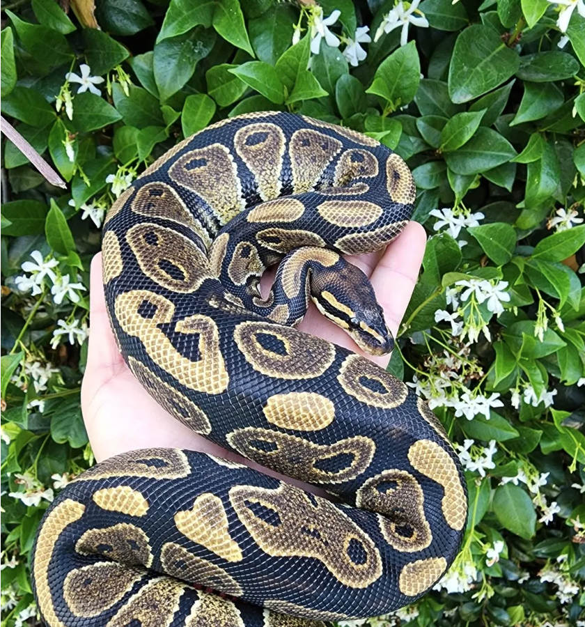 Normal Ball Pythons