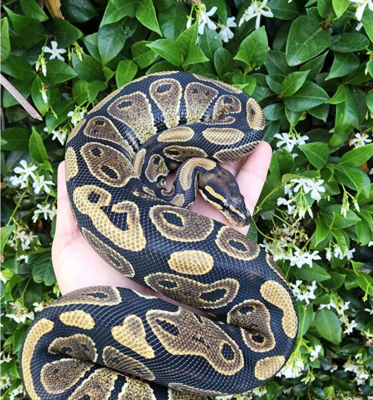 Normal Ball Pythons