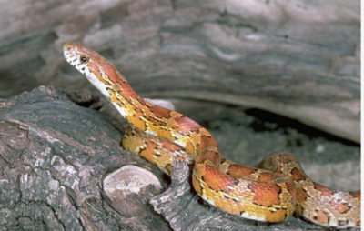 Corn snakes