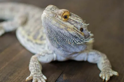 Bearded Dragons
