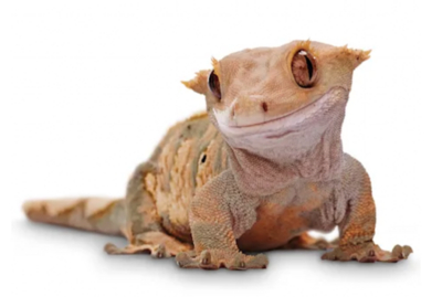 Crested Geckos