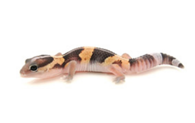 African Fat-Tail Geckos