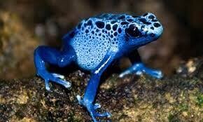 Blue Poison Dart Frogs