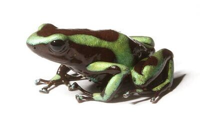 Green and Black Poison Dart frogs