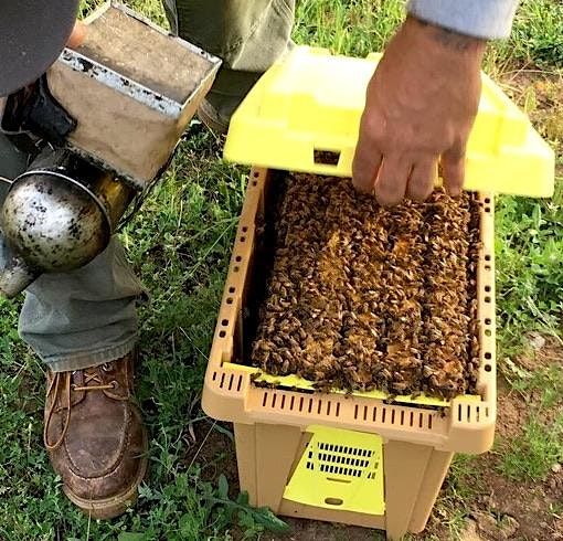 NUC OF BEES