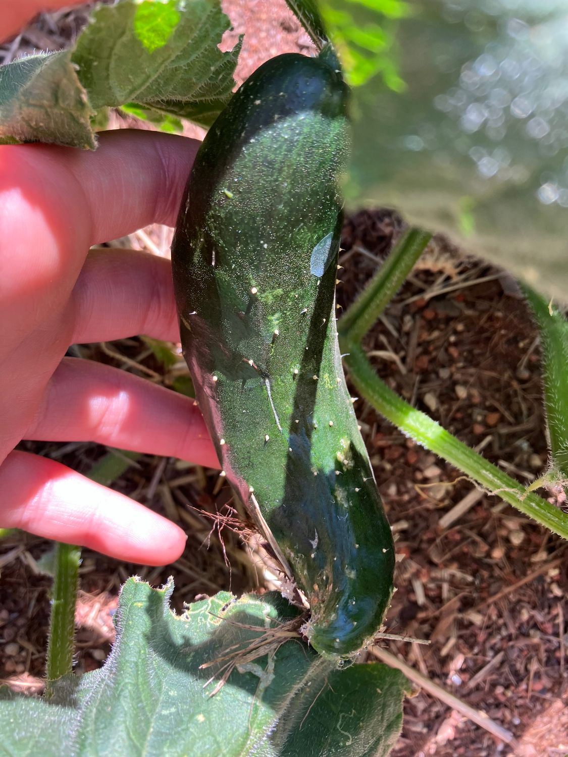 CANCELED: FERMENTED PICKLES 101: OCTOBER 18 (3PM-4PM)