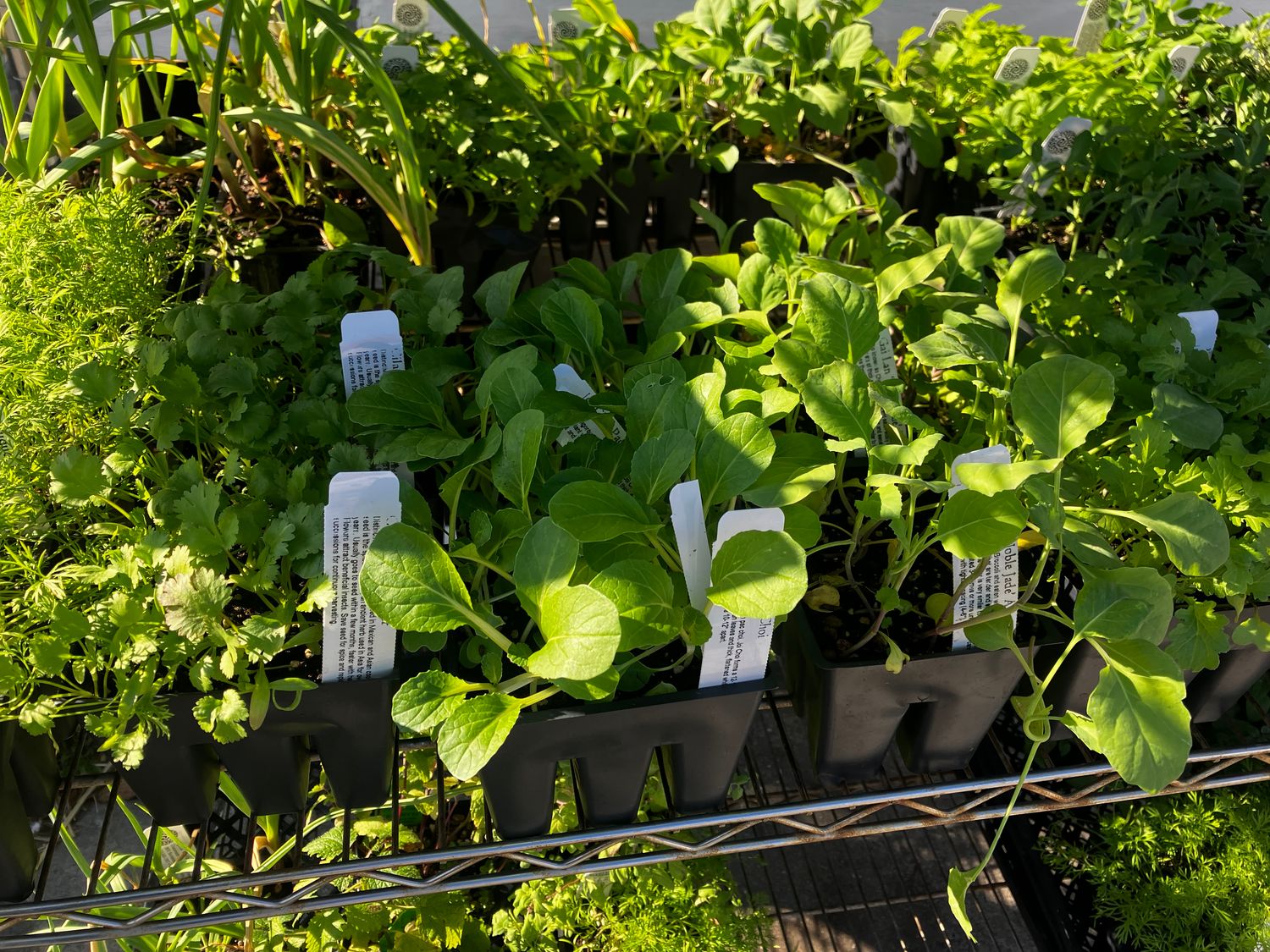 WINTER GARDENING WITH NOVELLA DEC 13