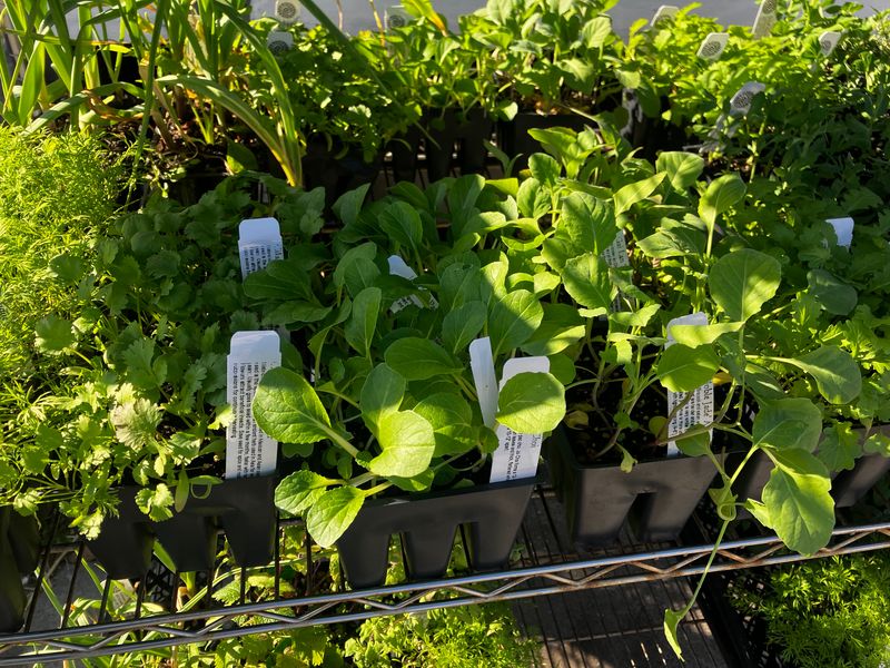 WINTER GARDENING WITH NOVELLA DEC 13