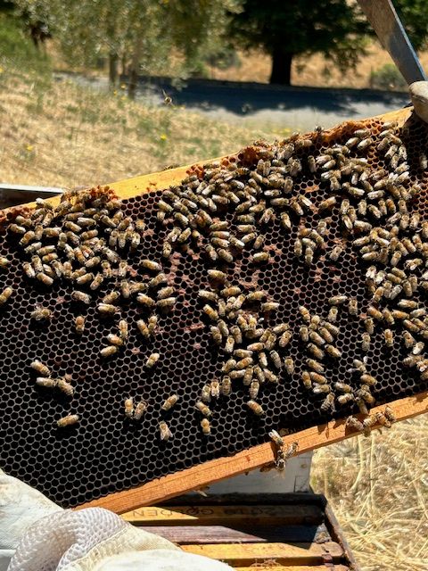 HOW TO PREVENT YOUR HIVE FROM SWARMING, JAN 25 &amp; FEB 1, 6PM  ZOOM