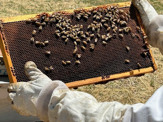 EARLY SPRING BEEKEEPING IN THE BAY AREA JAN 21, 6PM ZOOM