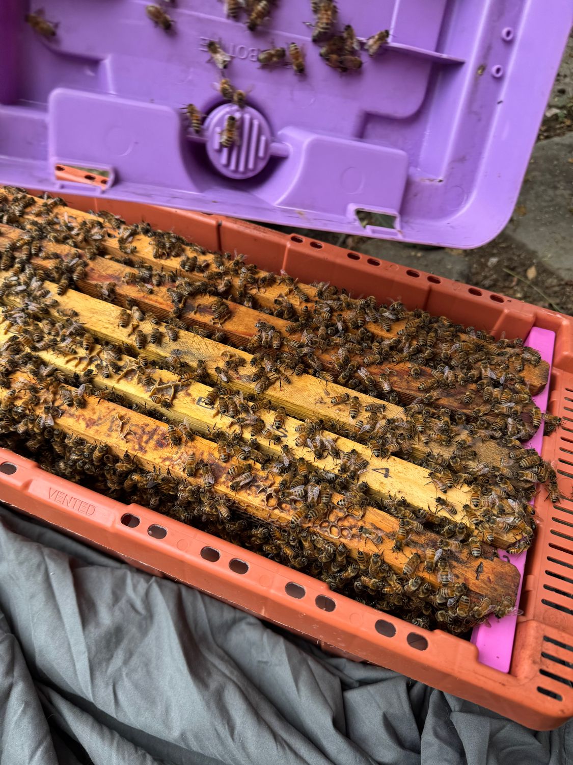 HOW TO SPLIT YOUR HIVE, MARCH 8 &amp; 15, 6PM ZOOM