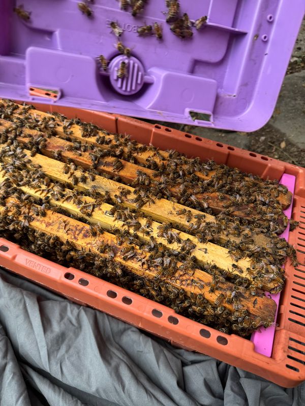 HOW TO SPLIT YOUR HIVE, MARCH 8 &amp; 15, 6PM ZOOM