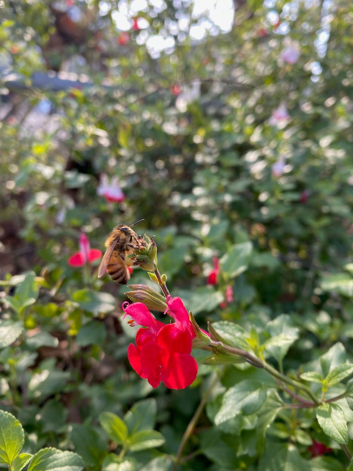 BEE CURIOUS NOV 7th 11AM
