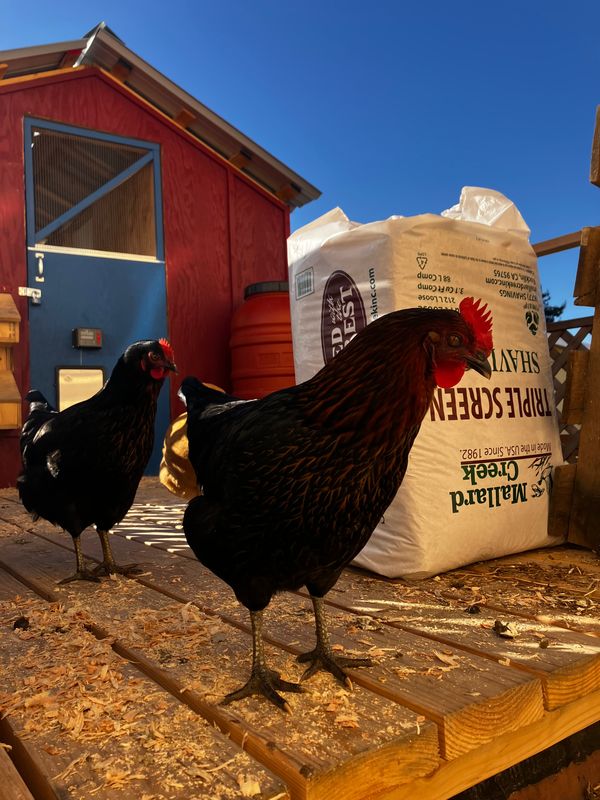 CHICKEN KEEPING 101: SEPT 6 (10AM-12PM)