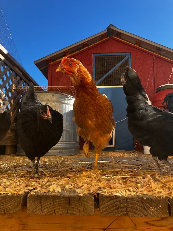 SPRING SOLSTICE PARTY AND CHICKEN COOP TOUR MARCH 22, 11AM-2PM