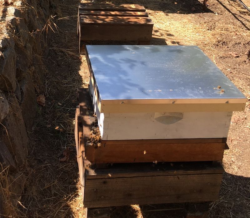 PREPARING YOUR HIVE for WINTER: AUGUST 15th &amp; 22nd (9-10:30AM) *ZOOM COURSE*